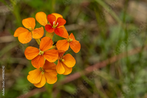 Orange Western Wallflowers Bloom In Summer With Copy Space photo