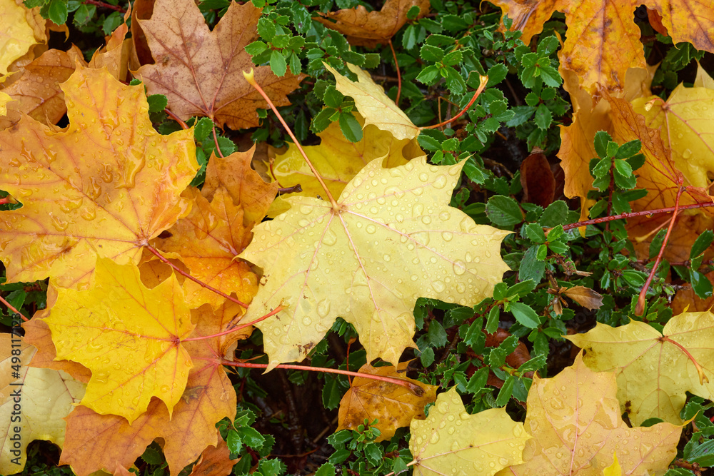 Autumn seasonal background with yellow maple leaves with rain drops.