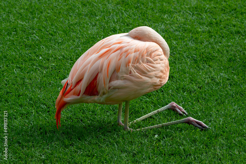 A flamingo bird resting in green grass. Sleeping Chilean flamingo (Phoenicopterus chilensis)