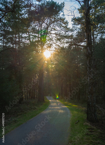 path in the forest during sunset