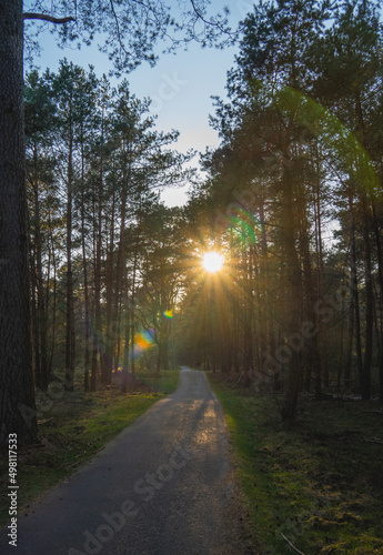 sunset in the park