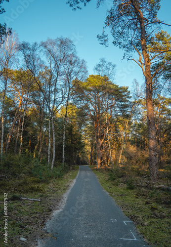 road in forest during sunset