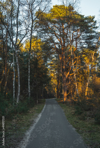 forest during sunset