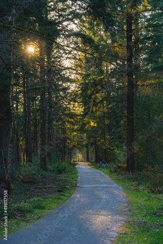 road in the woods