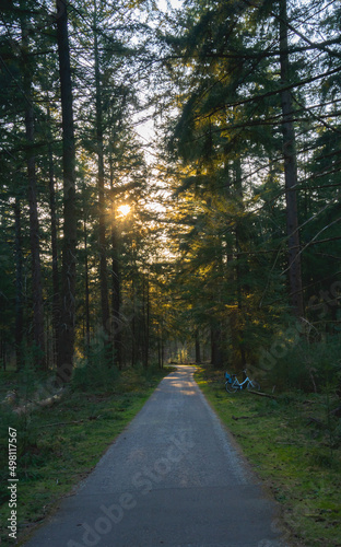 road in the woods
