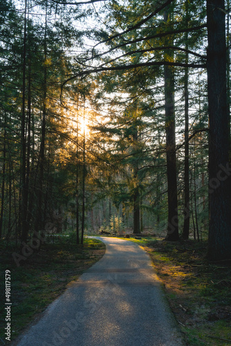 evening in forest
