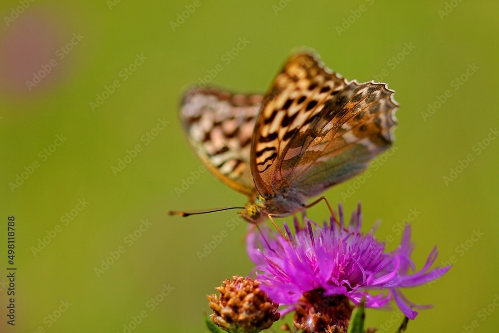 Obraz premium butterfly on flower