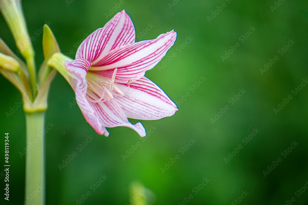 Amaryllis is a white-pink flower in nature, large, beautiful flowers.