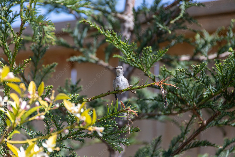 Baby Humming Bird sitting on a Tree Branch Baby Humming Bird sitting on a Tree Branch