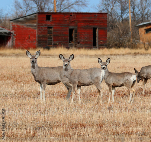 Deer outside Choteau MT
