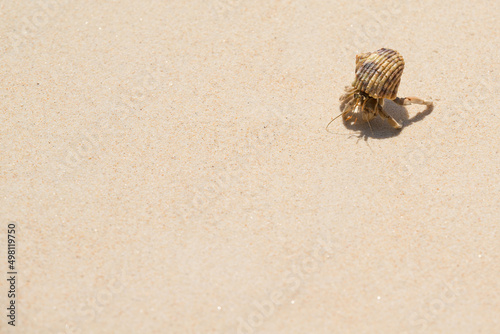 Closeup Hermit Crab walking on fine white clean sand in a tropical beach at exotic island.