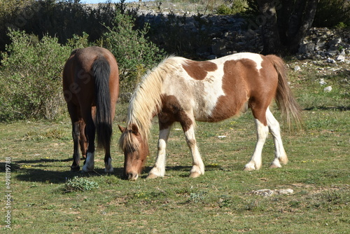 Deux chevaux coll  s qui mangent de l herbe