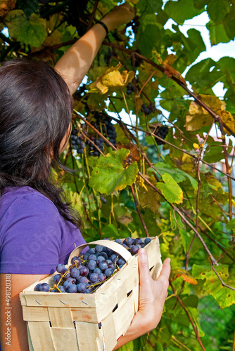 Young girl picking fresh grapes