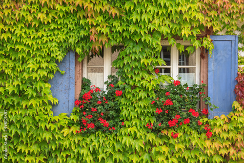 Fototapeta Naklejka Na Ścianę i Meble -  Fenster mit blauen Fensterläden, Blumenschmuck und Wilder Wein