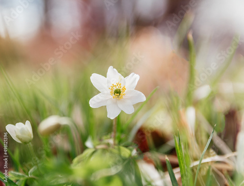 Windflower, anemone flower blossom from front with blured background. Spring time