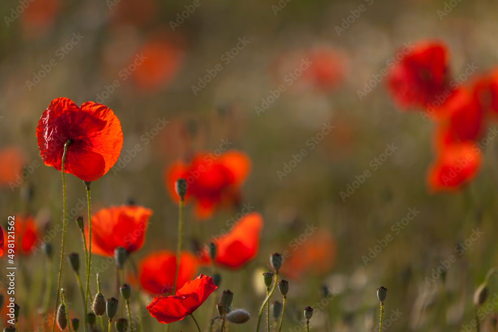 Fototapeta premium Klatschmohn (Papaver rhoeas)