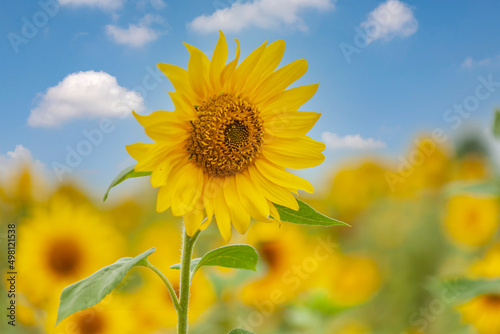 Sonnenblume  Helianthus annuus 