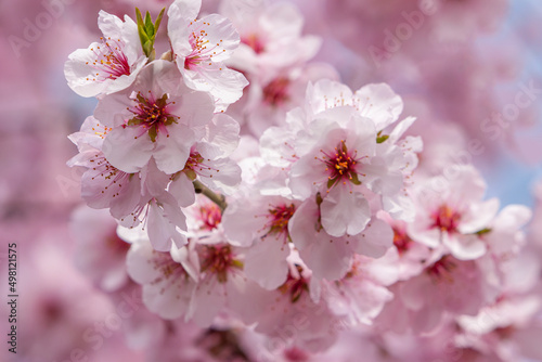 Mandelblüte (Prunus dulcis), Pfalz © AnnaReinert