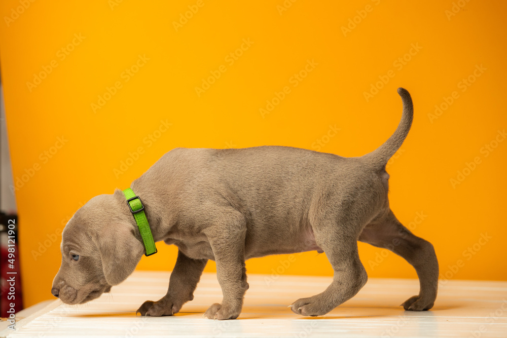 Adorable cute weimaraner puppy on orange background Adorable cute weimaraner puppy on orange background