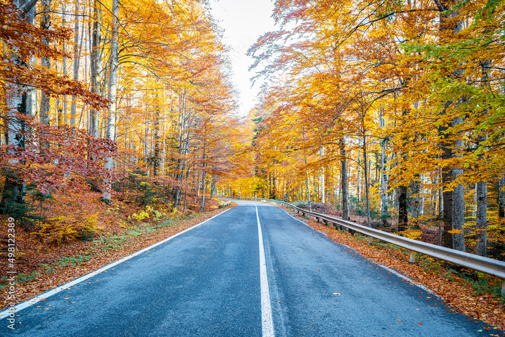 Road in the middle of forest in autumn season