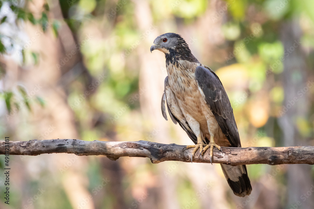 Image of oriental honey buzzard bird on a tree branch on nature background. Hawk. Animals. Image of oriental honey buzzard bird on a tree branch on nature background. Hawk. Animals.