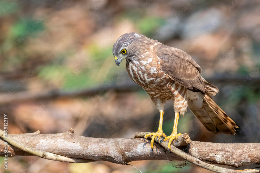 Obraz premium Image of Shikra Bird ( Accipiter badius) on a tree branch on nature background. Animals.