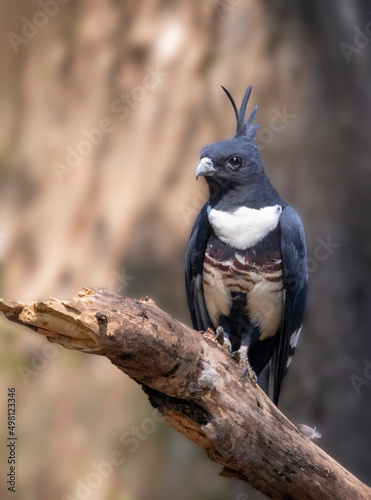 Image of black baza bird (Aviceda leuphotes) on a tree branch on nature background. Animals. photo