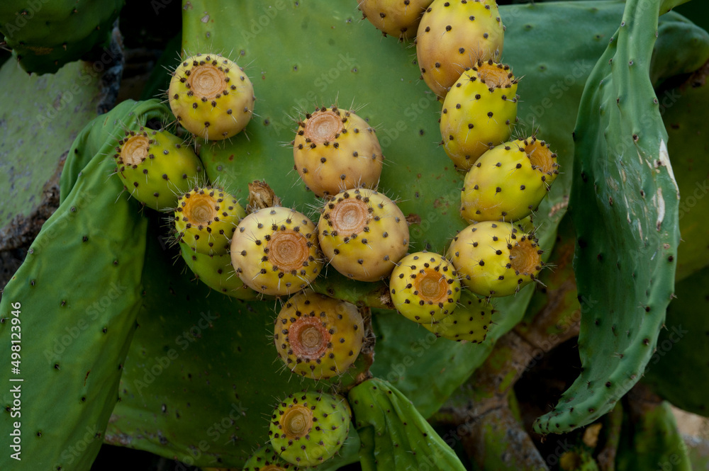 green cactus leaves with yellow fruits and spines