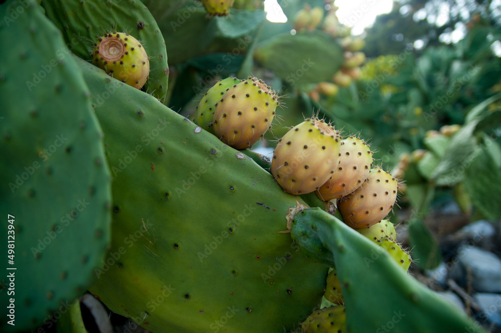 green cactus leaves with yellow fruits and spines green cactus leaves with yellow fruits and spines