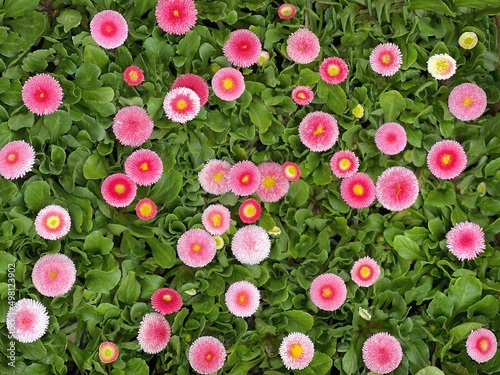 Quadro su tela Beautiful pink  Bellis perennis daisies flowers flowerbed.