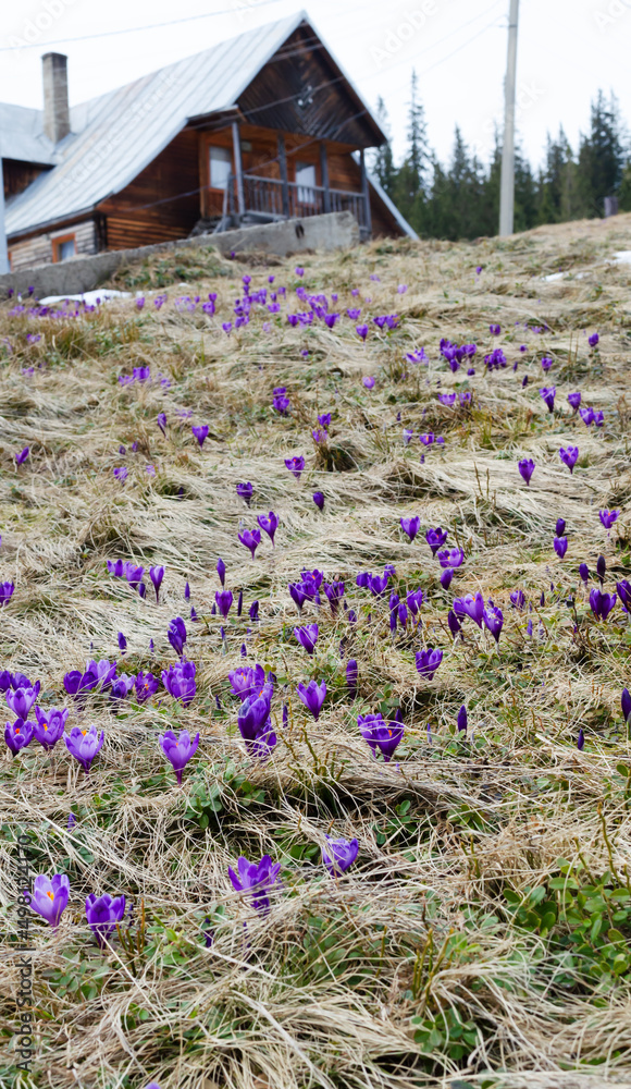 A large meadow of purple flowers and a wooden house in the background. Bloom of crocuses on the mountain slopes. Early spring in the mountains. Vertical orientation. Selective focus.