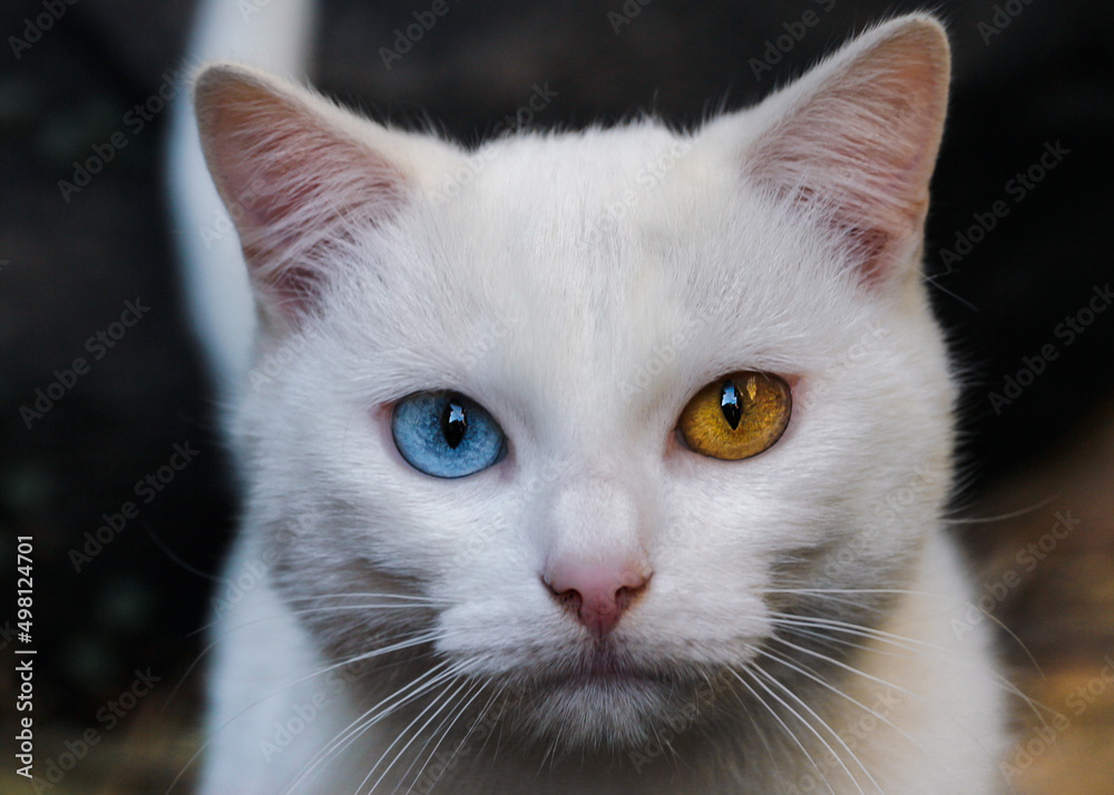 Portrait of a white cat with different eye colors. One blue eye, the other yellow. Portrait of a white cat with different eye colors. One blue eye, the other yellow.