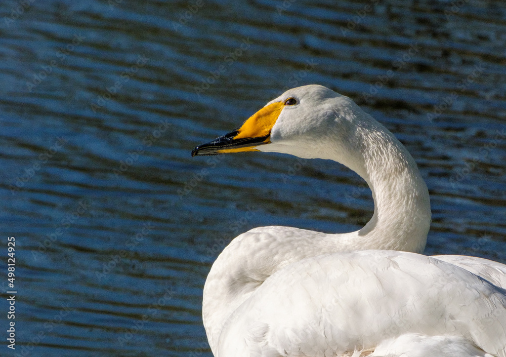 Obraz premium Natuurpark Lelystad