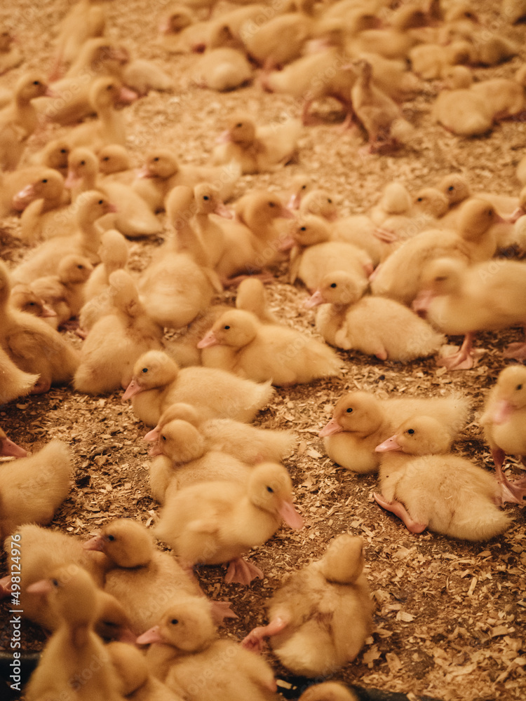 large group of healthy white chicks ducks in farm large group of healthy white chicks ducks in farm