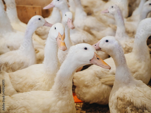 large group of healthy white ducks in farm