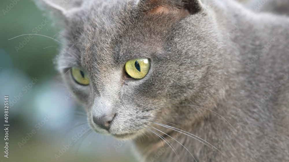 Cute grey street cat, feline. British shorthair cat with beautiful green eyes. Portrait, close up shot face of pet, animal. Cute grey street cat, feline. British shorthair cat with beautiful green eyes. Portrait, close up shot face of pet, animal.