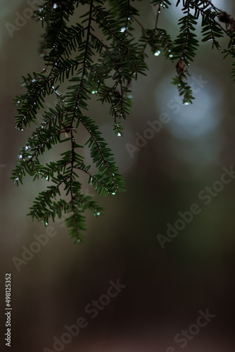 Closeup of raindrops in forest