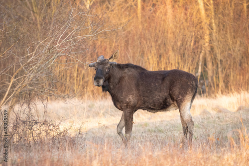 Moose on a morning walk in a forest clearing
