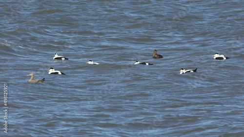 A group of eider ducks swimming in the sea in the north of Denmark at a windy day in spring. photo