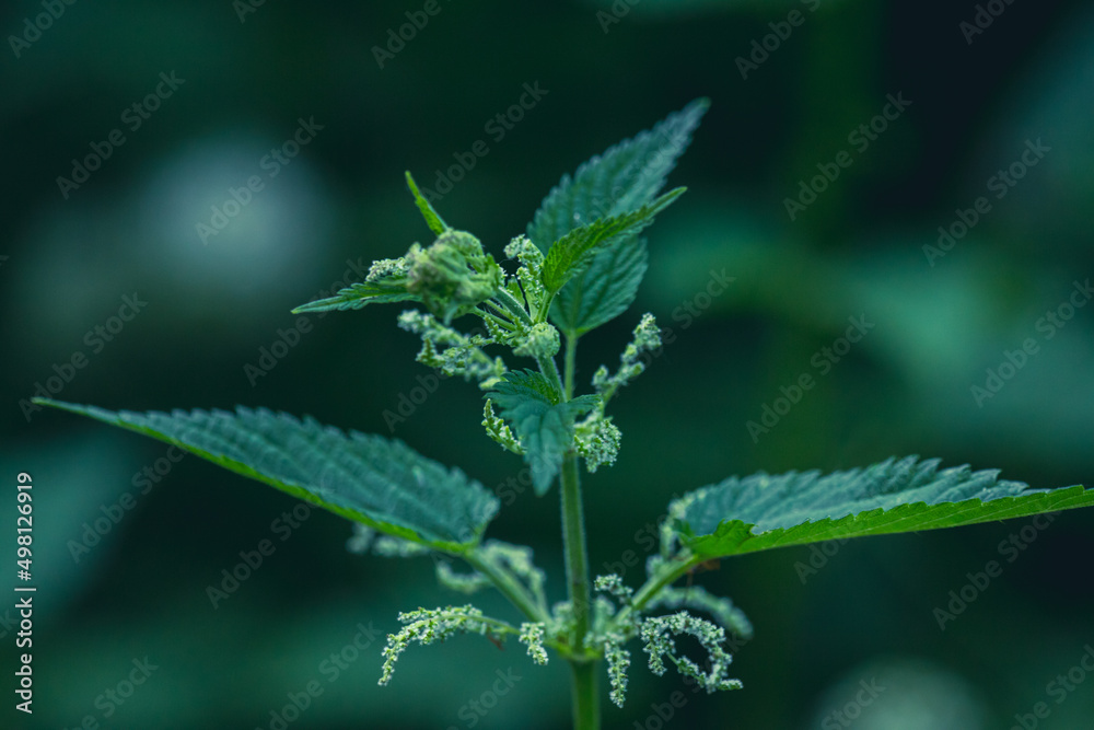 Photo of a plant nettle. Nettle with fluffy green leaves. Background Plant nettle grows in the ground Photo of a plant nettle. Nettle with fluffy green leaves. Background Plant nettle grows in the ground