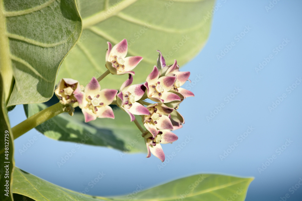 Naklejka premium Fantastic Look at Giant Milkweed Flowers Blooming