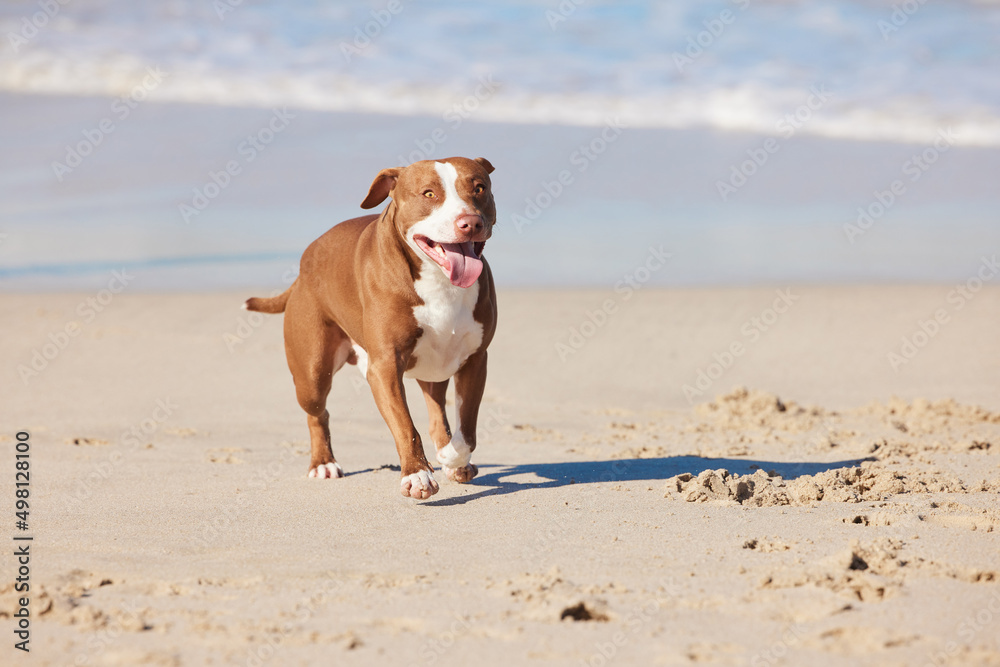 Animals know the secret to staying happy. Shot of an adorable pit bull enjoying a day at the beach.