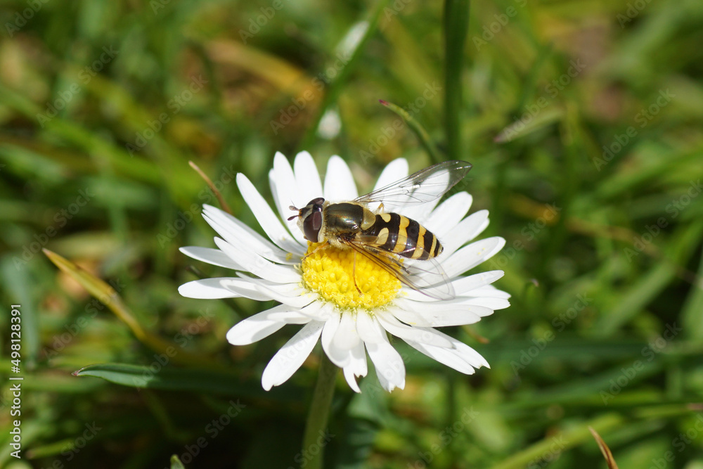 Obraz premium Close up female hoverfly Syrphus probably Syrphus vitripennis, family Syrphidae on a flower of common daisy Bellis perennis, family Asteraceae. Spring, April, Dutch garden.
