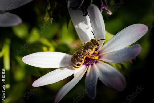 ape si posa su Dimorphotheca cercando il polline in primavera photo