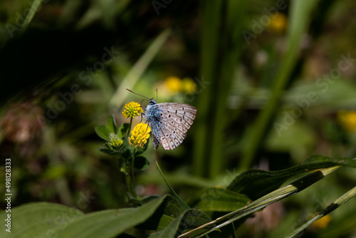 farfalla azzurra si posa sul fiore in primavera © enrico