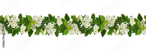 Spring twigs of spirea with...