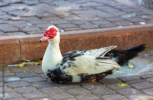 Image of white Indoda in the yard of the chicken coop looks at the camera. Barbary Male duck outdoors in yard on bright sunny summer day. Musky duck or Indoda Barbary with red nasal corals on walk photo