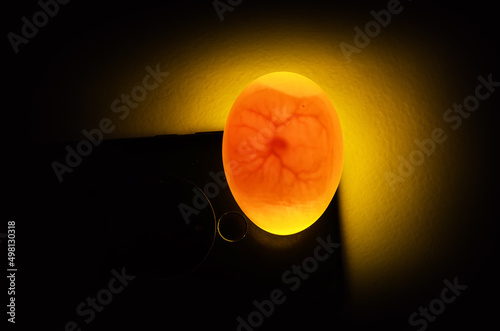 7 days old Indian Runner duck egg being candled to observe the development of the embryo. The light penetrates the egg and makes it possible to look inside