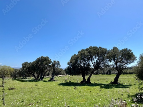 Olive trees in a typical Mediterranean landscape isolated against a blue sky background.