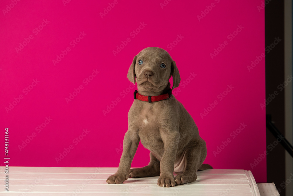 Adorable cute weimaraner puppy on pink background Adorable cute weimaraner puppy on pink background